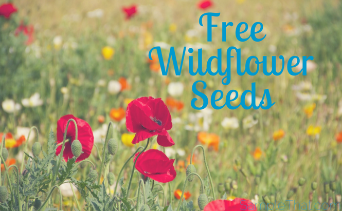 Free Wildflower Seeds