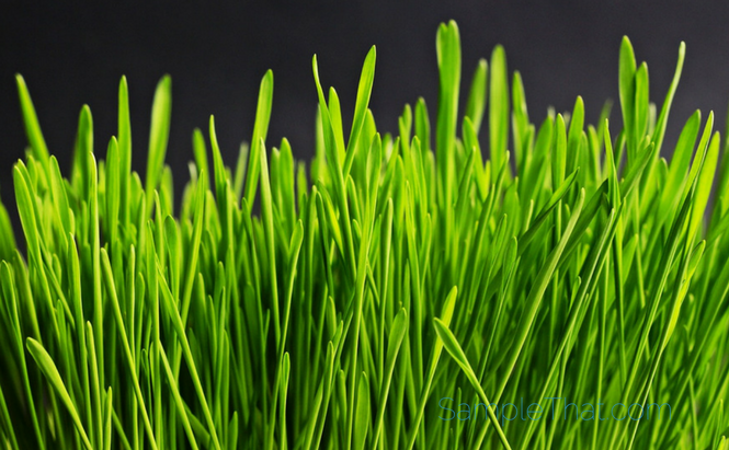 Free Artificial Grass Sample